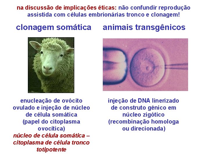 na discussão de implicações éticas: não confundir reprodução assistida com células embrionárias tronco e