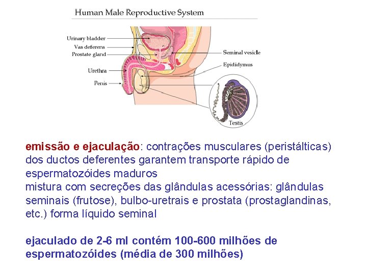 emissão e ejaculação: contrações musculares (peristálticas) dos ductos deferentes garantem transporte rápido de espermatozóides