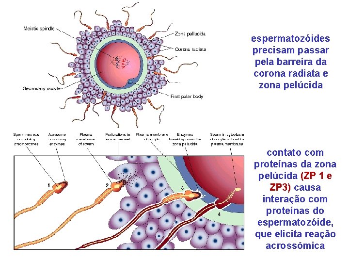 espermatozóides precisam passar pela barreira da corona radiata e zona pelúcida contato com proteínas