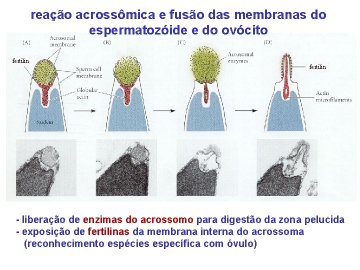 reação acrossômica e fusão das membranas do espermatozóide e do ovócito fertilin - liberação
