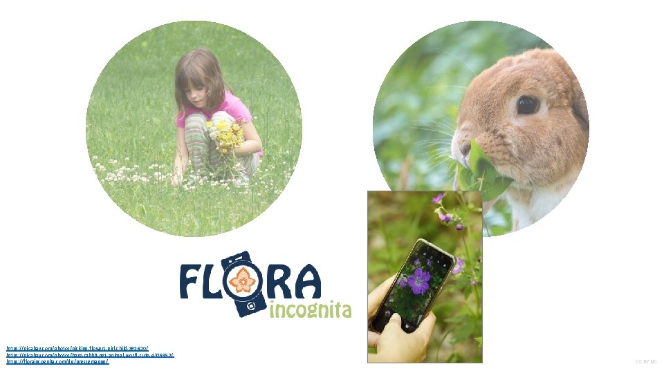 https: //pixabay. com/photos/picking-flowers-girl-child-391610/ https: //pixabay. com/photos/hare-rabbit-pet-animal-world-cute-4375952/ https: //floraincognita. com/de/pressemappe/ CC BY NC 