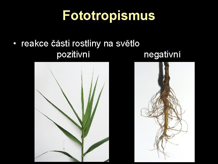 Fototropismus • reakce části rostliny na světlo pozitivní negativní Fototropismus • reakce části rostliny na světlo pozitivní negativní