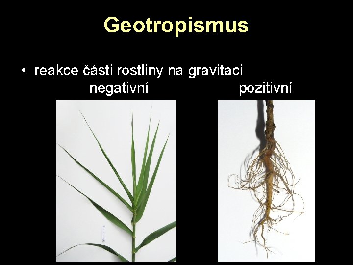 Geotropismus • reakce části rostliny na gravitaci negativní pozitivní Geotropismus • reakce části rostliny na gravitaci negativní pozitivní
