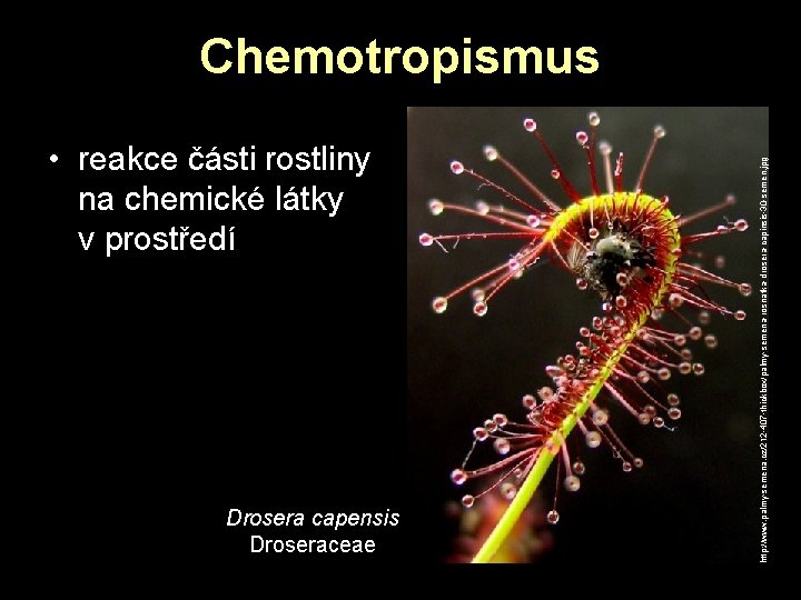• reakce části rostliny na chemické látky v prostředí Drosera capensis Droseraceae http: • reakce části rostliny na chemické látky v prostředí Drosera capensis Droseraceae http: