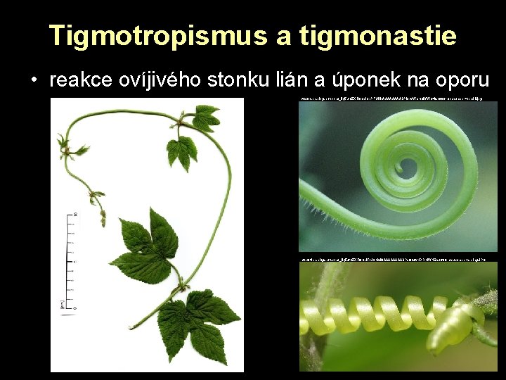 Tigmotropismus a tigmonastie • reakce ovíjivého stonku lián a úponek na oporu http: //1. Tigmotropismus a tigmonastie • reakce ovíjivého stonku lián a úponek na oporu http: //1.
