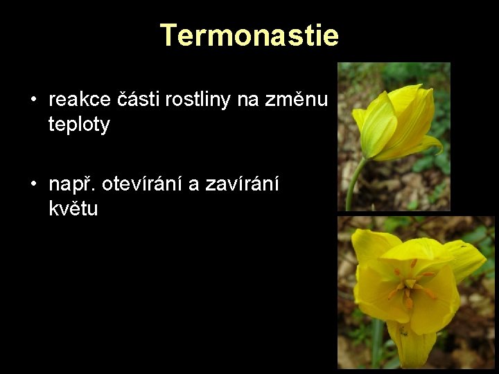 Termonastie • reakce části rostliny na změnu teploty • např. otevírání a zavírání květu Termonastie • reakce části rostliny na změnu teploty • např. otevírání a zavírání květu