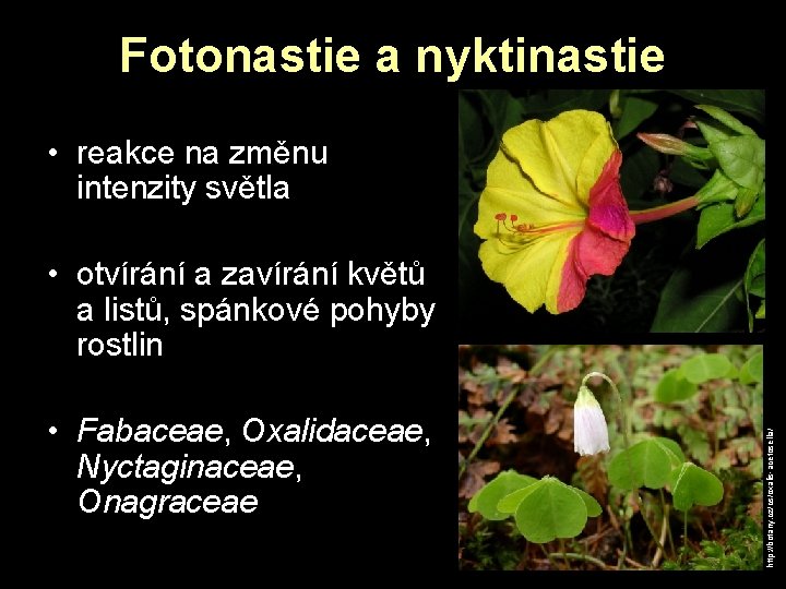 Fotonastie a nyktinastie • reakce na změnu intenzity světla • Fabaceae, Oxalidaceae, Nyctaginaceae, Onagraceae Fotonastie a nyktinastie • reakce na změnu intenzity světla • Fabaceae, Oxalidaceae, Nyctaginaceae, Onagraceae