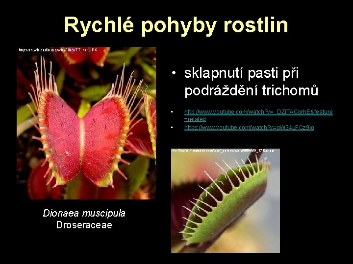 Rychlé pohyby rostlin http: //en. wikipedia. org/wiki/File: VFT_ne 1. JPG • sklapnutí pasti při Rychlé pohyby rostlin http: //en. wikipedia. org/wiki/File: VFT_ne 1. JPG • sklapnutí pasti při
