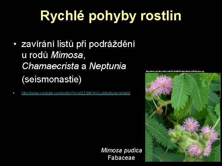 Rychlé pohyby rostlin • zavírání listů při podráždění u rodů Mimosa, Chamaecrista a Neptunia Rychlé pohyby rostlin • zavírání listů při podráždění u rodů Mimosa, Chamaecrista a Neptunia
