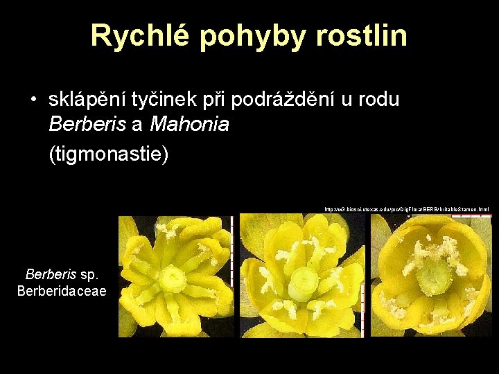 Rychlé pohyby rostlin • sklápění tyčinek při podráždění u rodu Berberis a Mahonia (tigmonastie) Rychlé pohyby rostlin • sklápění tyčinek při podráždění u rodu Berberis a Mahonia (tigmonastie)