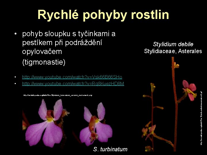 Rychlé pohyby rostlin • pohyb sloupku s tyčinkami a pestíkem při podráždění opylovačem (tigmonastie) Rychlé pohyby rostlin • pohyb sloupku s tyčinkami a pestíkem při podráždění opylovačem (tigmonastie)