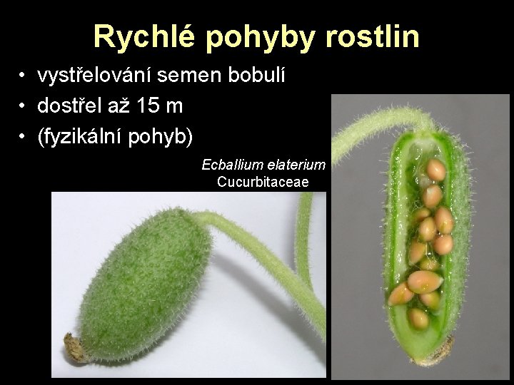 Rychlé pohyby rostlin • vystřelování semen bobulí • dostřel až 15 m • (fyzikální Rychlé pohyby rostlin • vystřelování semen bobulí • dostřel až 15 m • (fyzikální