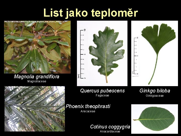 List jako teploměr http: //en. wikipedia. org/wiki/File: Southern_Magnolia_Leaf_Cluster_3008 px. jpg Magnolia grandiflora Magnoliaceae http: List jako teploměr http: //en. wikipedia. org/wiki/File: Southern_Magnolia_Leaf_Cluster_3008 px. jpg Magnolia grandiflora Magnoliaceae http: