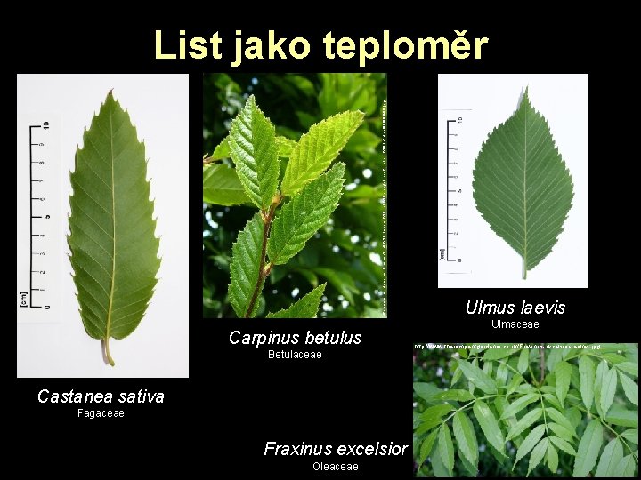 http: //www. carolscornwall. com/Plants%20 Lichens%20 and%20 Fungi/Tree-Carpinus%20 betulus-lf-06 -04 -09. jpg List jako teploměr http: //www. carolscornwall. com/Plants%20 Lichens%20 and%20 Fungi/Tree-Carpinus%20 betulus-lf-06 -04 -09. jpg List jako teploměr