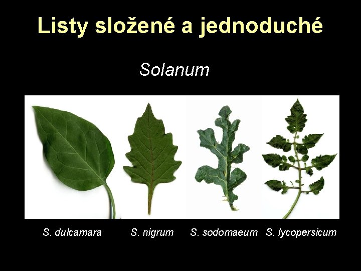 Listy složené a jednoduché Solanum S. dulcamara S. nigrum S. sodomaeum S. lycopersicum Listy složené a jednoduché Solanum S. dulcamara S. nigrum S. sodomaeum S. lycopersicum