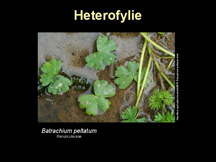 http: //flora. upol. cz/kvetena/info/5647 -Batrachium-peltatum. html Heterofylie Batrachium peltatum Ranunculaceae http: //flora. upol. cz/kvetena/info/5647 -Batrachium-peltatum. html Heterofylie Batrachium peltatum Ranunculaceae