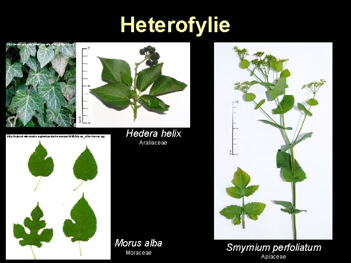 Heterofylie http: //www. nps. gov/plants/alien/fact/img/hehe 1 a. jpg http: //upload. wikimedia. org/wikipedia/commons/b/b 5/Morus_alba-leaves. jpg Heterofylie http: //www. nps. gov/plants/alien/fact/img/hehe 1 a. jpg http: //upload. wikimedia. org/wikipedia/commons/b/b 5/Morus_alba-leaves. jpg