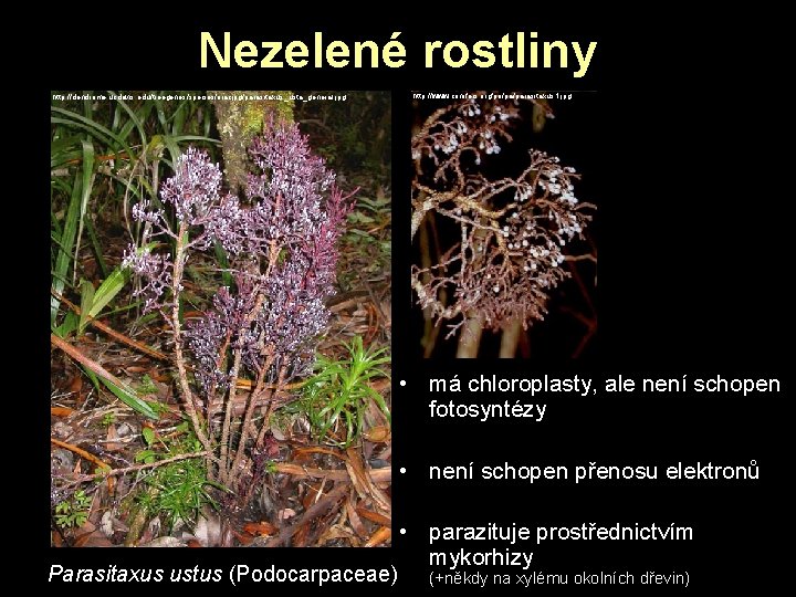Nezelené rostliny http: //dendrome. ucdavis. edu/treegenes/species/oracjpg/parasitaxus_usta_general. jpg http: //www. conifers. org/po/pa/parasitaxus 1. jpg • Nezelené rostliny http: //dendrome. ucdavis. edu/treegenes/species/oracjpg/parasitaxus_usta_general. jpg http: //www. conifers. org/po/pa/parasitaxus 1. jpg •