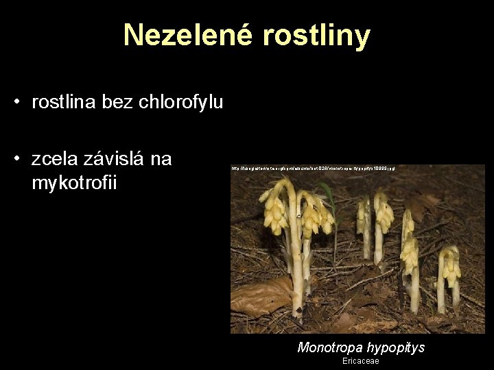 Nezelené rostliny • rostlina bez chlorofylu • zcela závislá na mykotrofii http: //luirig. altervista. Nezelené rostliny • rostlina bez chlorofylu • zcela závislá na mykotrofii http: //luirig. altervista.