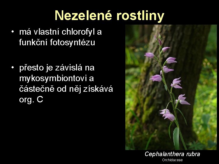 Nezelené rostliny • má vlastní chlorofyl a funkční fotosyntézu • přesto je závislá na Nezelené rostliny • má vlastní chlorofyl a funkční fotosyntézu • přesto je závislá na