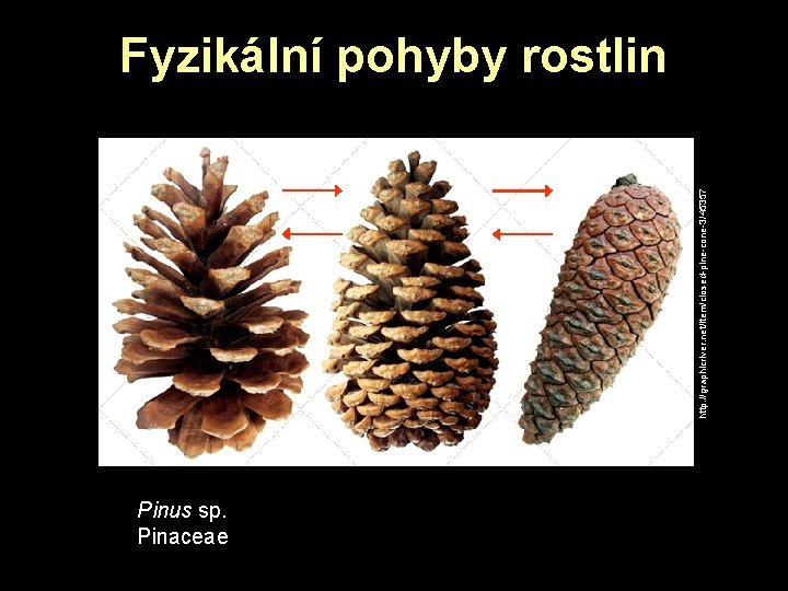 http: //graphicriver. net/item/closed-pine-cone-3/45357 Fyzikální pohyby rostlin Pinus sp. Pinaceae http: //graphicriver. net/item/closed-pine-cone-3/45357 Fyzikální pohyby rostlin Pinus sp. Pinaceae