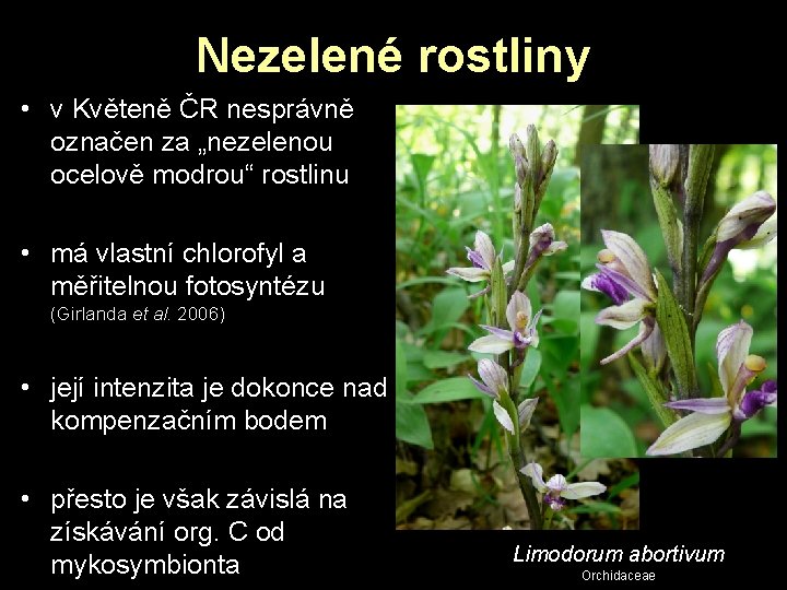 Nezelené rostliny • v Květeně ČR nesprávně označen za „nezelenou ocelově modrou“ rostlinu • Nezelené rostliny • v Květeně ČR nesprávně označen za „nezelenou ocelově modrou“ rostlinu •