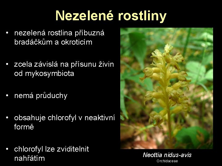 Nezelené rostliny • nezelená rostlina příbuzná bradáčkům a okroticím • zcela závislá na přísunu Nezelené rostliny • nezelená rostlina příbuzná bradáčkům a okroticím • zcela závislá na přísunu