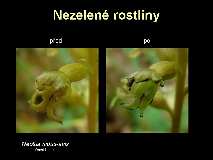 Nezelené rostliny před Neottia nidus-avis Orchidaceae po Nezelené rostliny před Neottia nidus-avis Orchidaceae po
