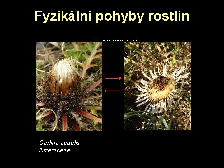 Fyzikální pohyby rostlin http: //botany. cz/cs/carlina-acaulis/ Carlina acaulis Asteraceae Fyzikální pohyby rostlin http: //botany. cz/cs/carlina-acaulis/ Carlina acaulis Asteraceae