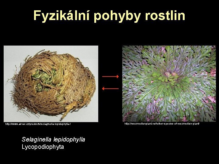 Fyzikální pohyby rostlin http: //www. akvar. cz/products/selaginella-lepidophylla-/ Selaginella lepidophylla Lycopodiophyta http: //resurrectionplant. net/other-species-of-resurrection-plant/ Fyzikální pohyby rostlin http: //www. akvar. cz/products/selaginella-lepidophylla-/ Selaginella lepidophylla Lycopodiophyta http: //resurrectionplant. net/other-species-of-resurrection-plant/