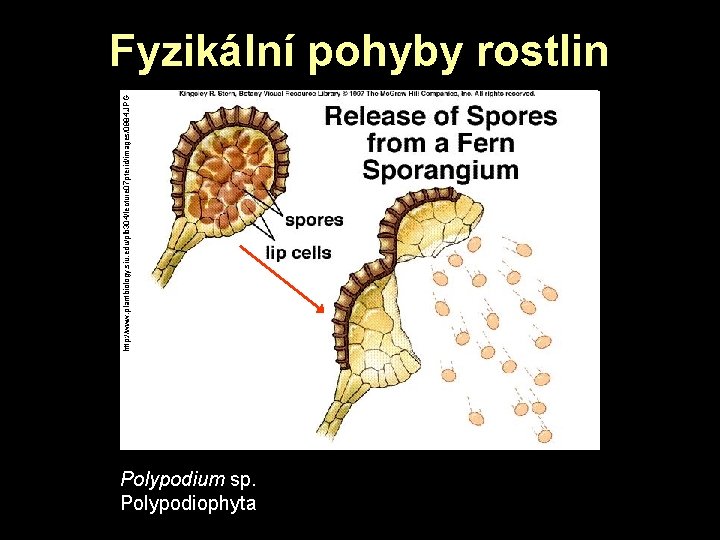 http: //www. plantbiology. siu. edu/plb 304/lecture 07 pterid/images/0984. JPG Fyzikální pohyby rostlin Polypodium sp. http: //www. plantbiology. siu. edu/plb 304/lecture 07 pterid/images/0984. JPG Fyzikální pohyby rostlin Polypodium sp.