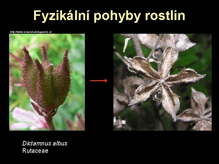 Fyzikální pohyby rostlin http: //www. botanickafotogalerie. cz Dictamnus albus Rutaceae Fyzikální pohyby rostlin http: //www. botanickafotogalerie. cz Dictamnus albus Rutaceae
