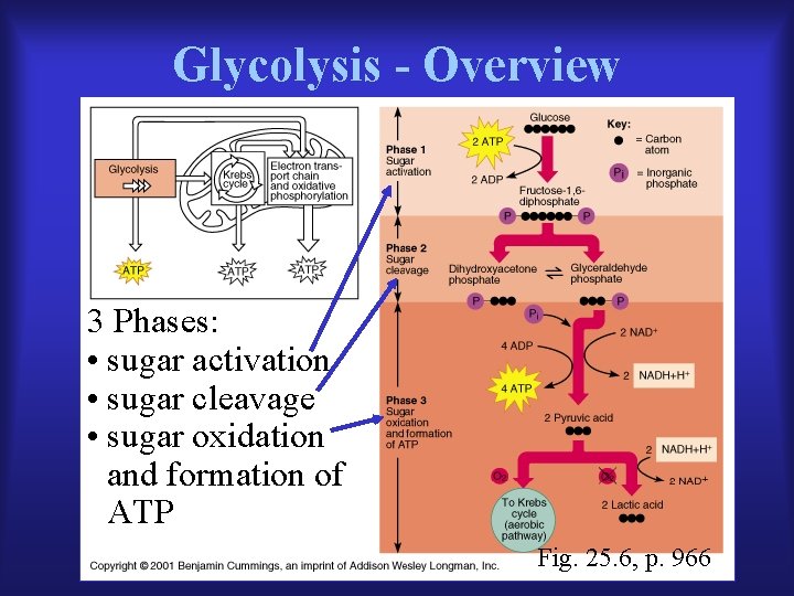 Glycolysis - Overview 3 Phases: • sugar activation • sugar cleavage • sugar oxidation