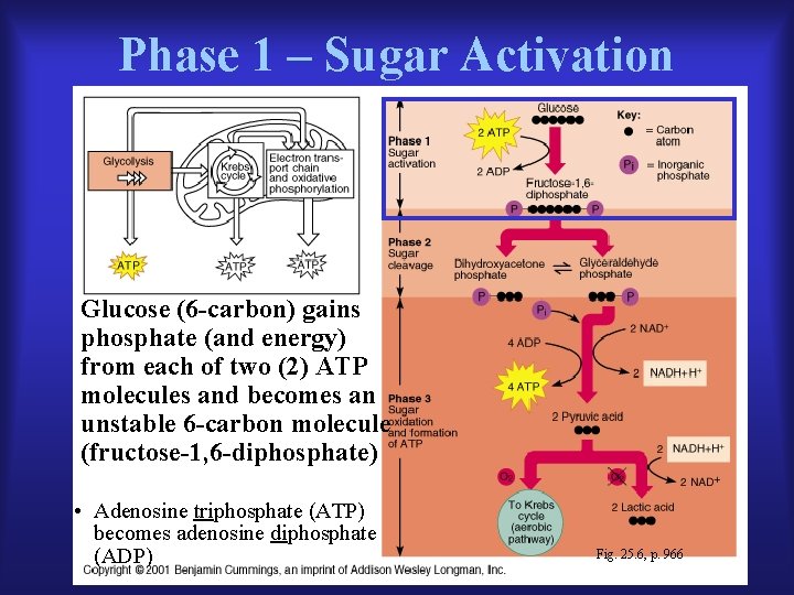 Phase 1 – Sugar Activation Glucose (6 -carbon) gains phosphate (and energy) from each