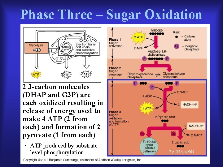 Phase Three – Sugar Oxidation 2 3 -carbon molecules (DHAP and G 3 P)