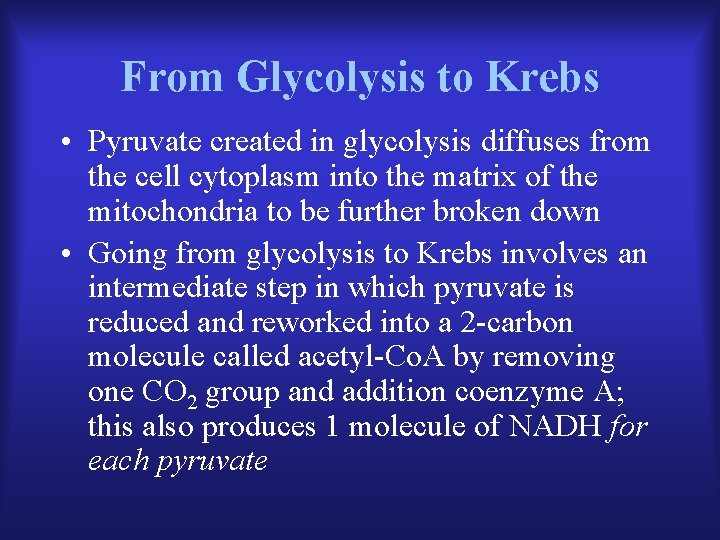 From Glycolysis to Krebs • Pyruvate created in glycolysis diffuses from the cell cytoplasm