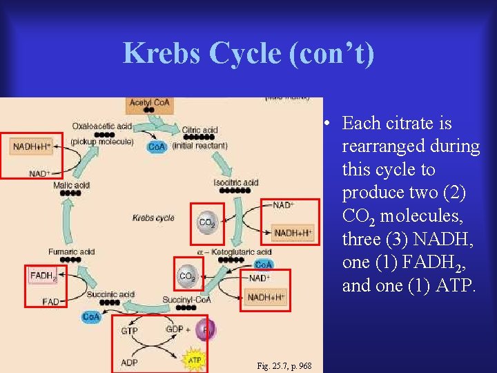 Krebs Cycle (con’t) • Each citrate is rearranged during this cycle to produce two