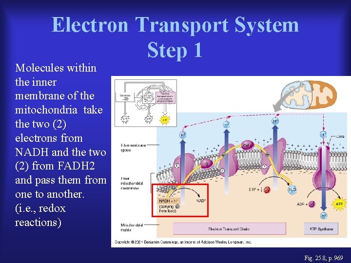 Electron Transport System Step 1 Molecules within the inner membrane of the mitochondria take