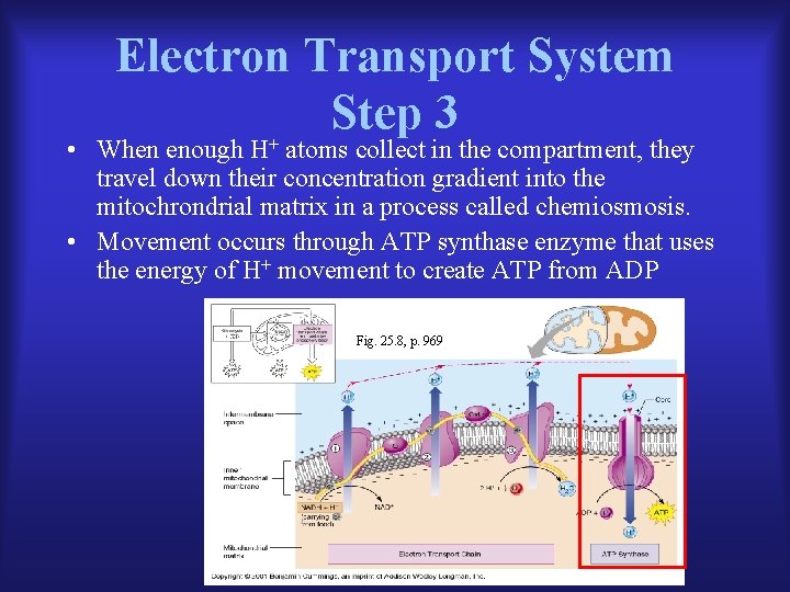 Electron Transport System Step 3 • When enough H+ atoms collect in the compartment,