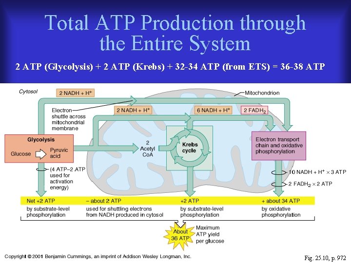 Total ATP Production through the Entire System 2 ATP (Glycolysis) + 2 ATP (Krebs)