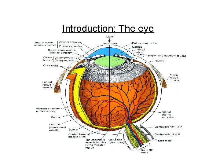 Introduction: The eye 