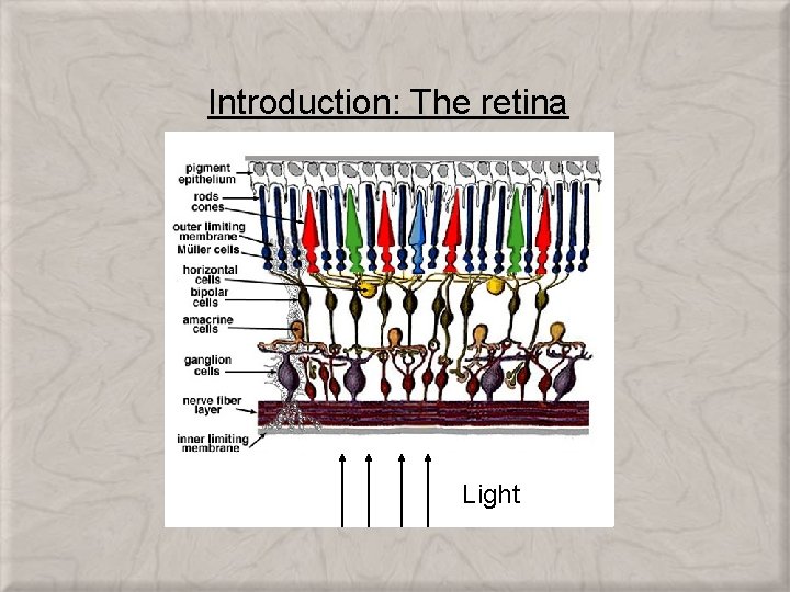 Introduction: The retina Light 