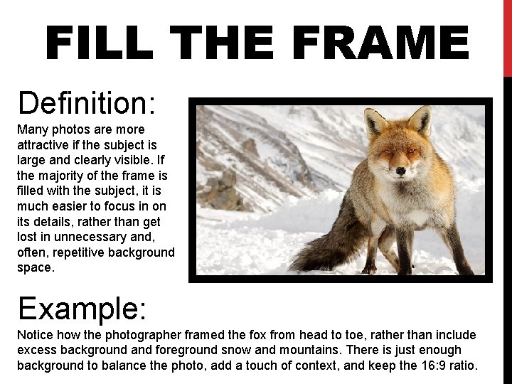 FILL THE FRAME Definition: Many photos are more attractive if the subject is large