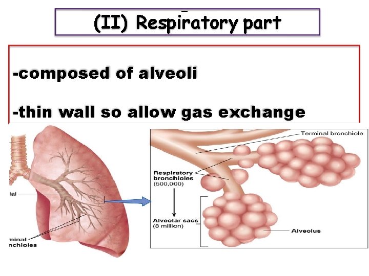 (II) Respiratory part -composed of alveoli -thin wall so allow gas exchange 