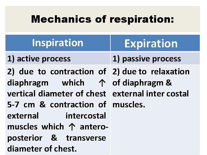 Mechanics of respiration: Inspiration Expiration 1) active process 2) due to contraction of diaphragm