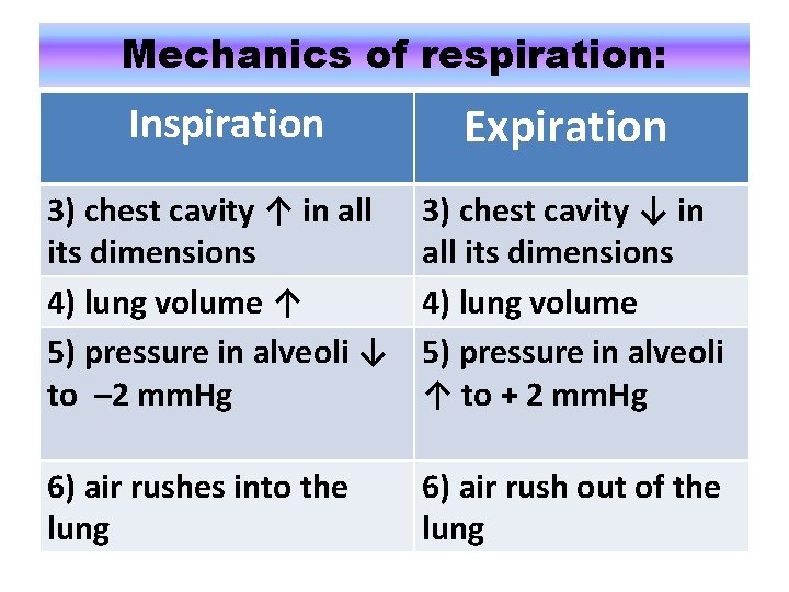 Mechanics of respiration: Inspiration Expiration 3) chest cavity ↑ in all its dimensions 4)