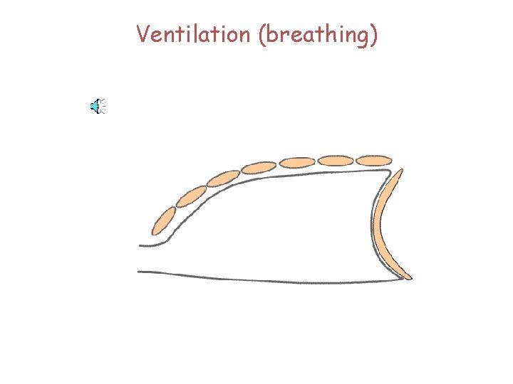 Ventilation (breathing) 