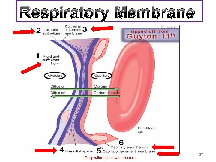Respiratory Membrane Respiration, Abdelaziz Hussein 37 