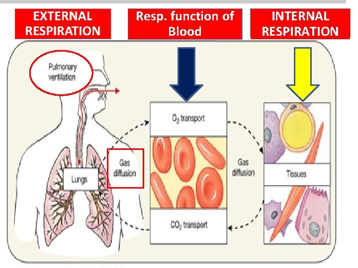 Resp. function of Blood INTERNAL RESPIRATION 