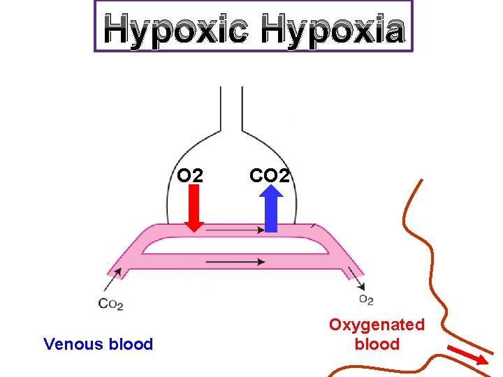Hypoxic Hypoxia O 2 Venous blood CO 2 Oxygenated blood 